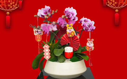 年花朵朵开 | 必发7790新春年桔和年花开启预定