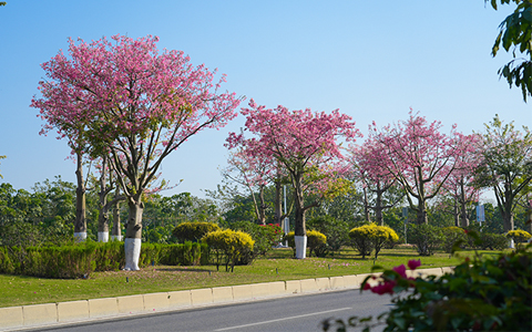 必发7790助力空港经济区市政蹊径绿化养护，，，绽放冬日浪漫
